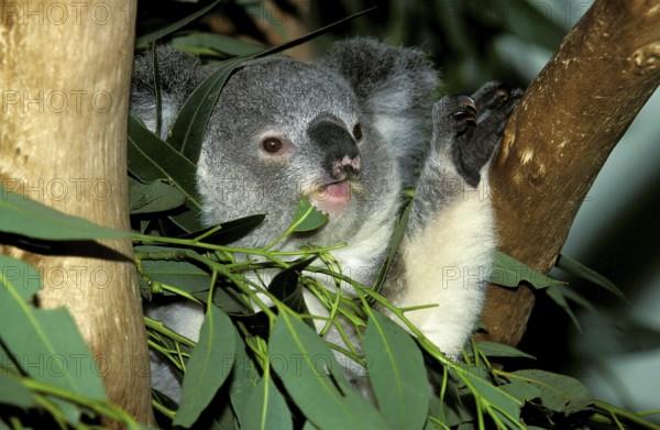 Koala (phascolarctos cinereus), Adult eating Eucalyptus Leaves