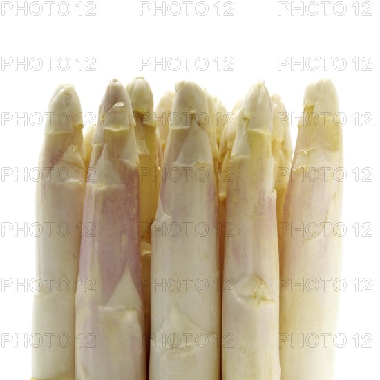 Asparagus (asparagus officinalis), Vegetables against White Background