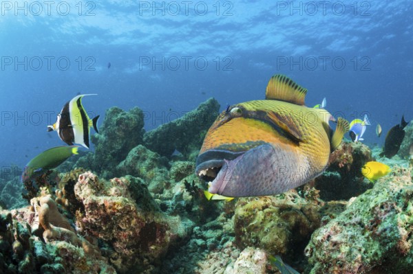 Moustache Triggerfish (Balistoides viridescens), Baa Atoll, Indian Ocean, Maldives, Giant