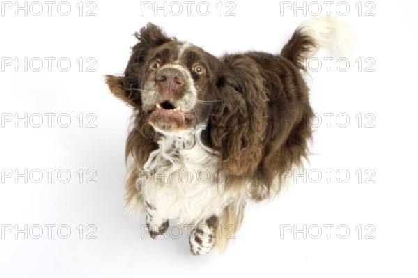 English Springer Spaniel