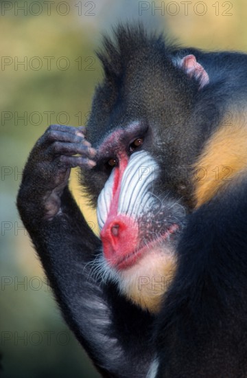 Mandrill, male (Papio sphinx)