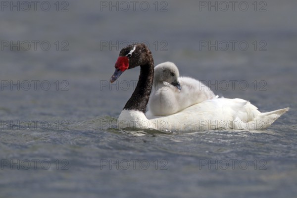 Black-necked Swan