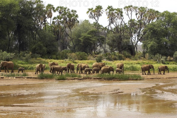 African Elephant (loxodonta africana), Herd near River, Samburu Park in Kenya