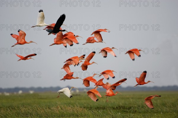 Scarlet ibis (eudocimus ruber), group in flight over the swamp, Los Lianos in Venezuela