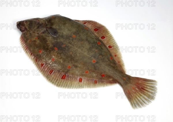Plaice, Goldbutt (pleuronectes platessa), Plaice, Goldbutt, Other animals, Fish, Flatfish, Animals,