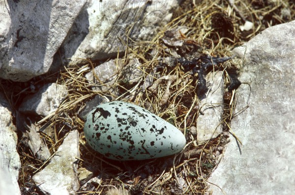 COMMON common guillemot (uria aalge), EGG ON NEST, Scotland, United Kingdom, Europe