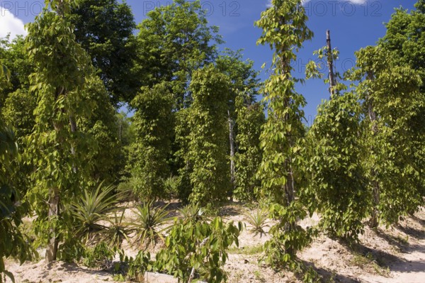 Pepper plantation, Phu Quoc Island, Vietnam, Asia