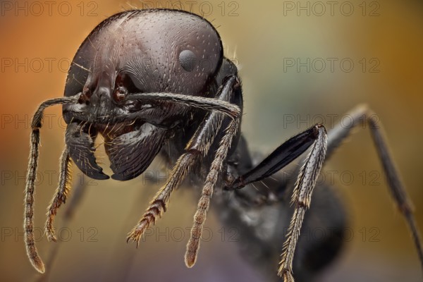 Soldier ants are easily identified because of their bigger heads and powerful mandibles