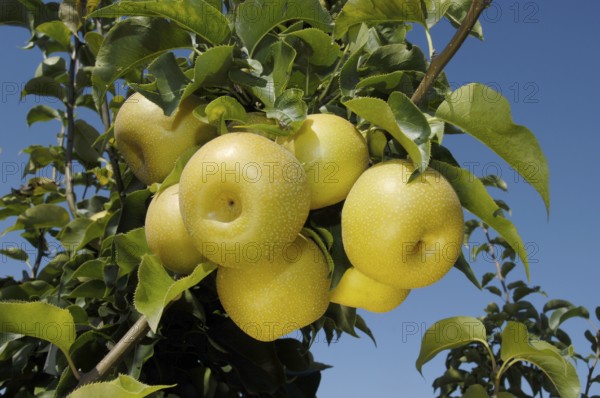 Asian Pear Hosuii pear Hosuii, Asian pear (Pyrus pyrifolia)