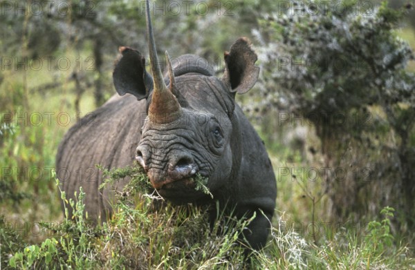 Black Rhinoceros (diceros bicornis), Adult eating Bush, Nakuru Park in Kenya