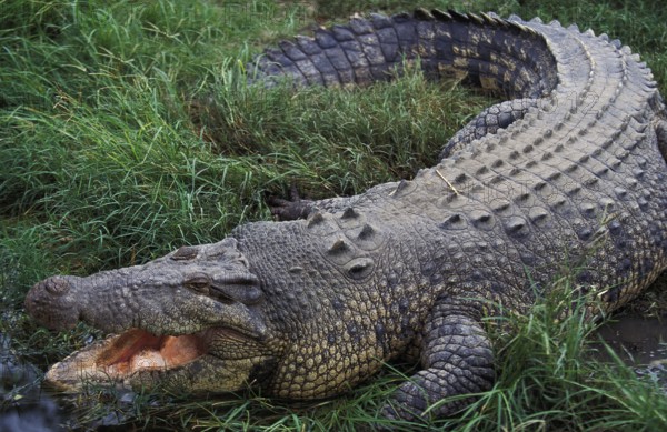 Australian Saltwater Crocodile (crocodylus porosus) or Estuarine Crocodile, Adult with Open Mouth