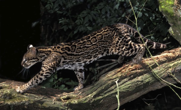 Ocelot (leopardus pardalis), Adult