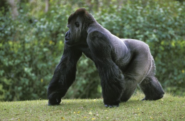 EASTERN LOWLAND (GORILLA gorilla gorilla) graueri, SILVER BACK MALE
