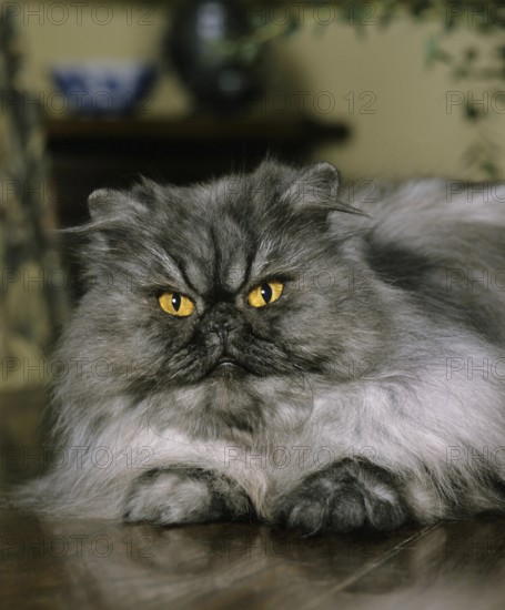 Smoke Persian Domestic Cat