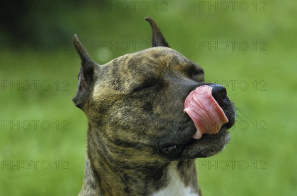 American Staffordshire Terrier Licking its Chops, Old Standard Breed with Cut Ears