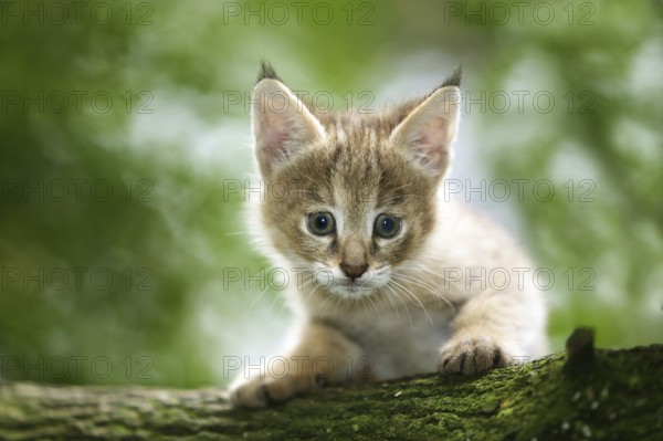 Jungle Cat (felis chaus), Cub laying on Branch