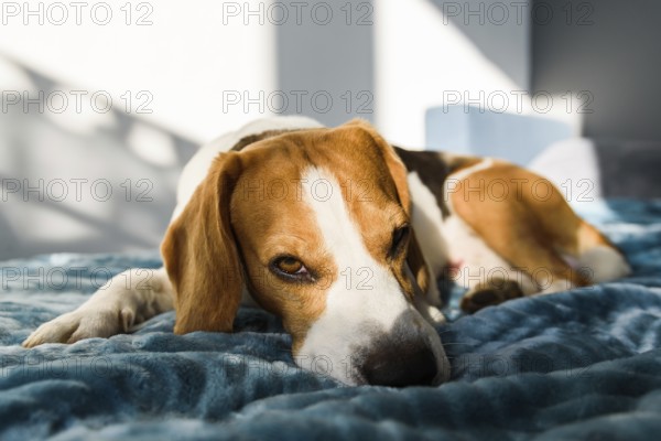 Sleeping dog at bed. Pet at home Beagle dog sleeping at bed in bright interior. Pet at furniture