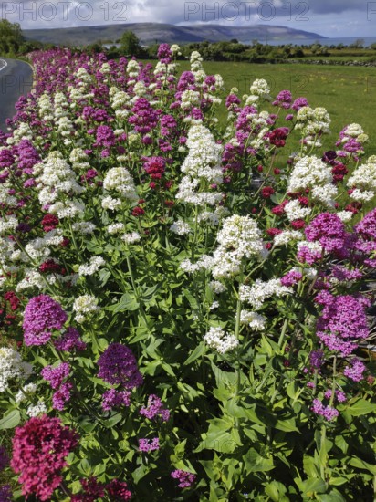Red valerian (Centranthus ruber), Ireland, Europe