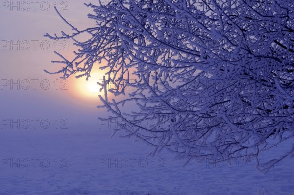 Sunrise with snow at Maulbronn, morning mood, fog with snow, dirt road with snow, sun with rays,