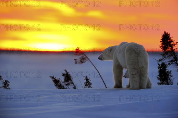 Polar bears (Ursus maritimus), female and young, 3 months, Wapusk National Park, Churchill,