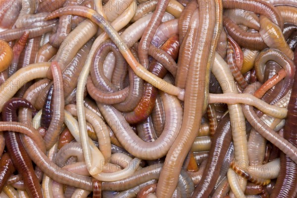 Common earthworms (Lumbricus terrestris), Germany, Europe
