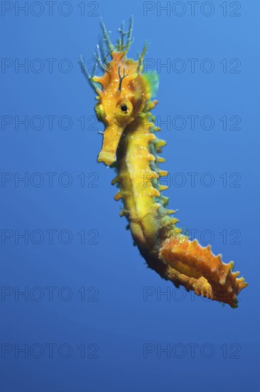 Long-snouted Seahorse (Hippocampus ramulosus) (Hippocampus guttulatus), Costa Brava, Spain, Europe