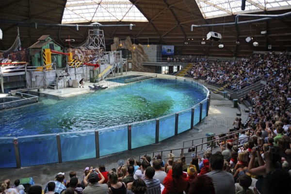 Dolphin Show, Flanders, Dolphinarium, Dolphin Show, Boudewijnpark, Bruges, West Flanders, Belgium,