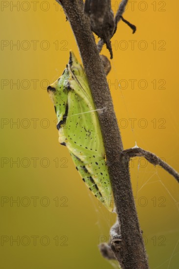 Green-veined white (Pieris napi) Doll, Rhineland-Palatinate, Germany, Europe