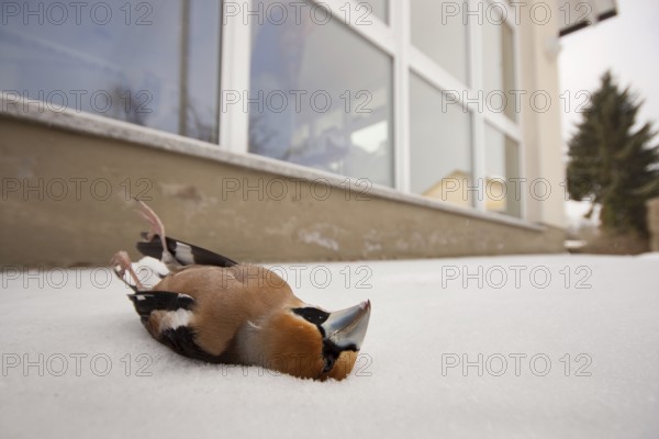 Hawfinch (Coccothraustes coccothraustes) Bird strike, Rhineland-Palatinate, Germany, Europe