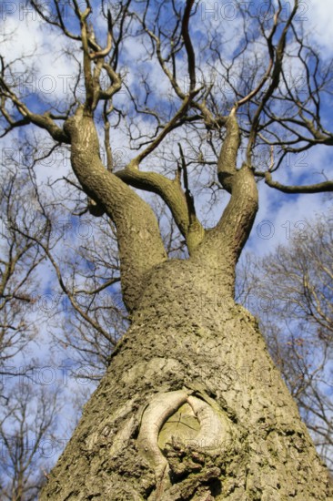 Oak tree, Querum Forest, Brunswick, Lower Saxony, Germany (Quercus robur)