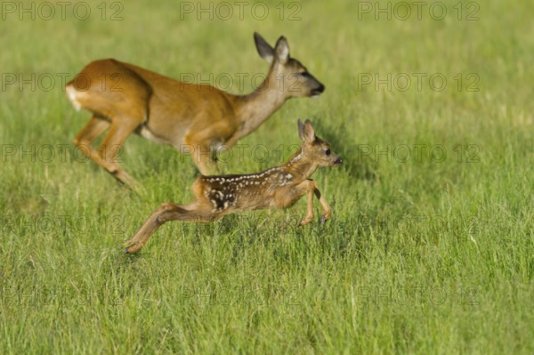 European roe deer (Capreolus capreolus) Doe with fawn, fawn