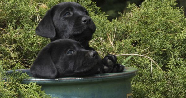 Black Labrador Retriever, Puppies Playing in a Flowerpot, Normandy