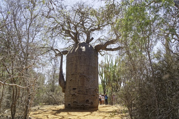 African baobab (adansonia digitata) in the Spiny Forest, Ifaty, Madagascar, Africa