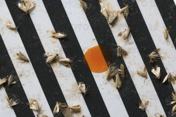 Common clothes moths (Tineola bisselliella) on adhesive strips of a moth trap, Frankfurt am Main,