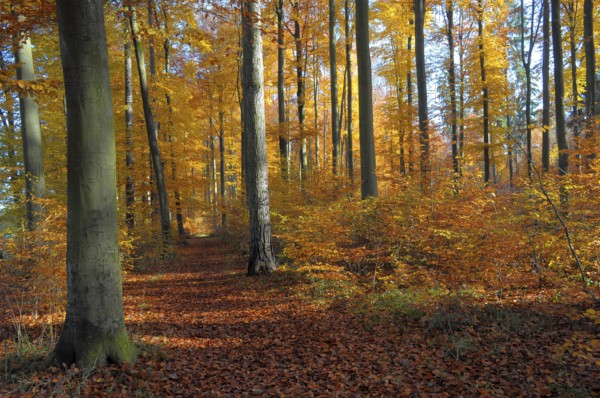 Maulbronn, deciduous forest in autumn