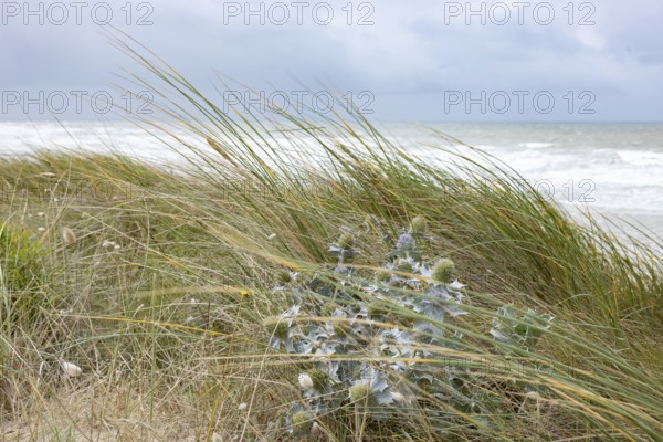 Sea thistle (Eryngium maritinum) in stormy winds in the dunes by the sea, Portbail, Cotentin,