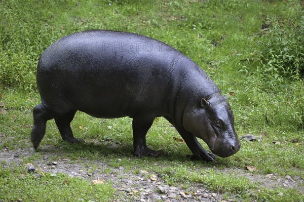 Pygmy hippopotamus (choeropsis liberiensis), adult walking on grass