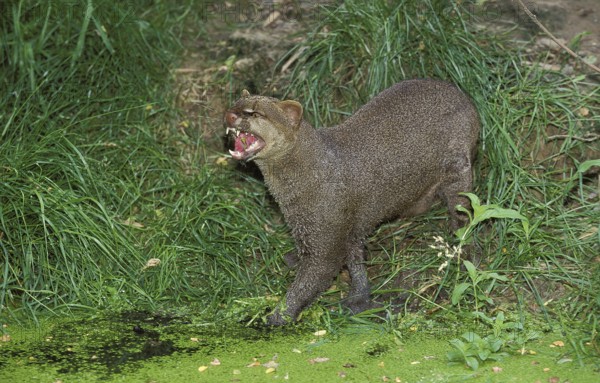 Jaguarundi, herpailurus yaguarondi, adult growling