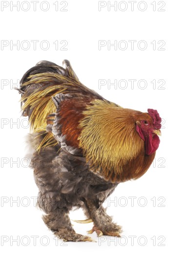 Brahma Perdrix chicken, a breed from India, cock against white background