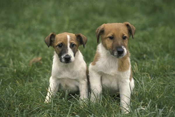 Smooth Fow Terrier Dog, Puppy Sitting on Grass