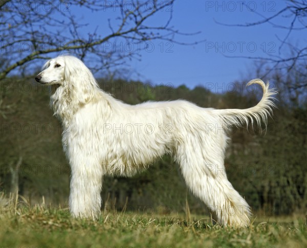 Afghan hound, adult dog standing on grass