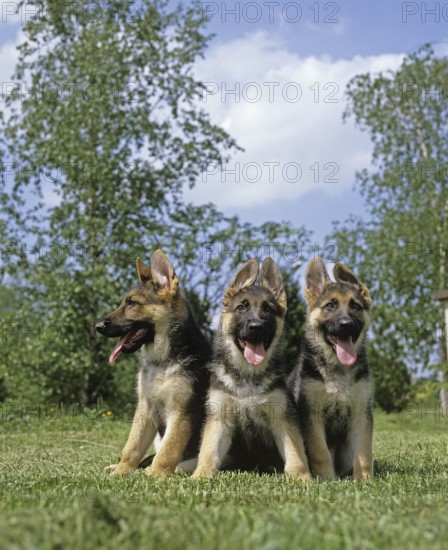 German Shepherd Dog, Puppies