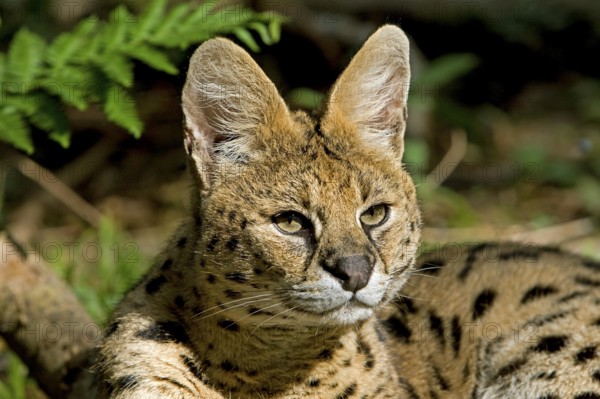 Portrait of Serval (leptailurus serval)