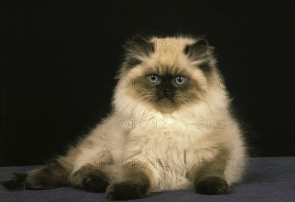 Colourpoint Persian Domestic Cat, Kitten against Black Background
