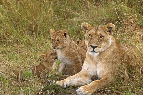 African Lion (panthera leo), Mother with Cub, Masai Mara Park in Kenya