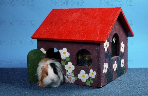 Sheltie Guinea Pig Pig
