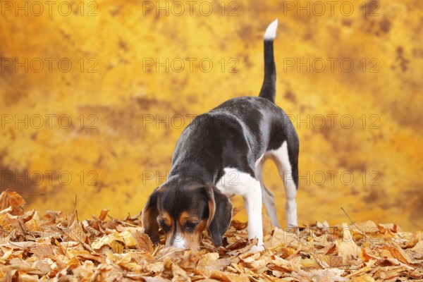 Beagle, Bitch, Autumn Leaves