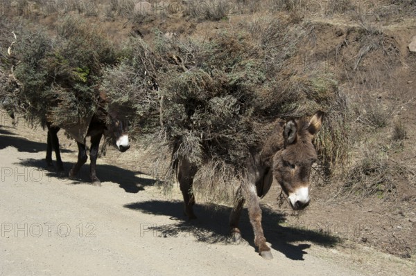 Pack donkey, Mountain road, Mokhotlong district, A14, Lesotho, Domestic donkey, Africa