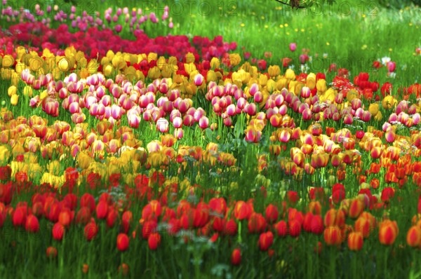 Tulip bed, Mainau Island, Lake Constance, Baden-Württemberg, Germany, Europe