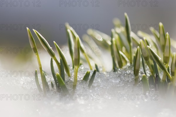 Common snowdrop (Galanthus nivalis) Rhineland-Palatinate, Germany, Europe